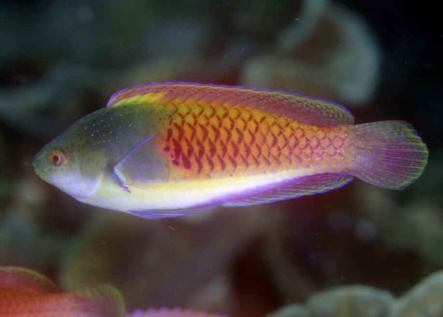 Cirrhilabrus_cyanopleuraKBRM2.jpg