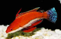 C_rubriventralis_young_male_4cm_HT.jpg
