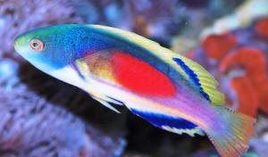 Cirrhilabrus%20scottorum%20IZOO%2008%20(1).jpg