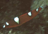 Coris_gaimardHIJuv.jpg