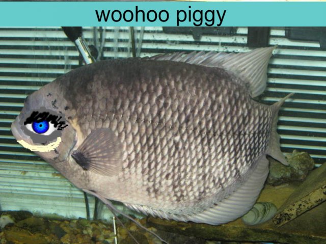 fishect045-1.jpg