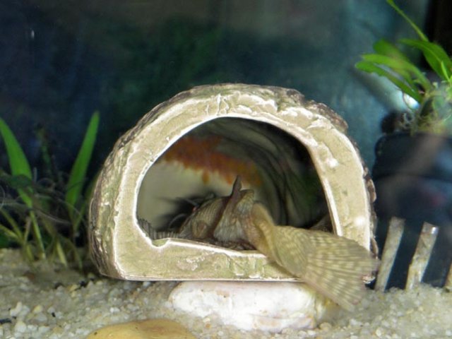 DSCN4083.JPG