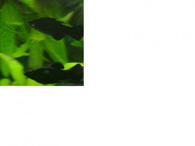 PICT0093.JPG