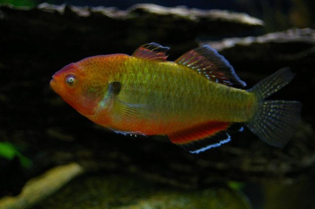 Empire Gudgeon 1.JPG