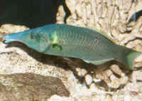 Gomphosus_variusAQM.jpg