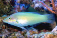 Halichoeres%20chloropterus%20AQ.jpg