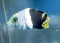 Hemigymnus_melapterusAQJuv.jpg