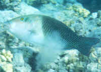 Hemigymnus_melapterusRSAd.jpg