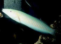 Hologymnosus_doliatusAQF.jpg