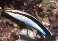 Labroides_dimidiatusAQ.jpg