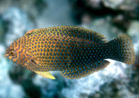 Macropharyngodon%20geoffroy%20HI.jpg