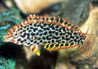 Macropharyngodon_meleagrisAQ.jpg