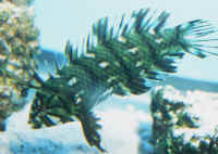 Novaculichthys_taeniourusJUV2.jpg