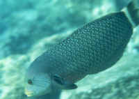 Novaculichthys_taeniourusAD.jpg