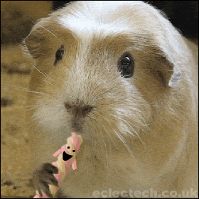 chewguineapig.gif