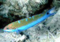 Thalassoma_lunareRSF.jpg