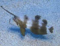 Xyrichthys_pavoHIJuv.jpg