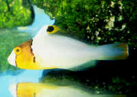 Cetoscarus_bicolorJUV.jpg