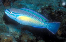 Scarus%20taeniopterus%20BONterm.jpg