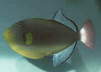 Melichthys_viduaAQ.jpg
