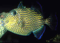 Pseudobalistes_fuscusJuvAQ2.jpg