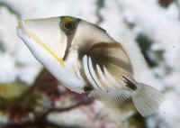 Rhinecanthus_aculeatusAQSm.jpg