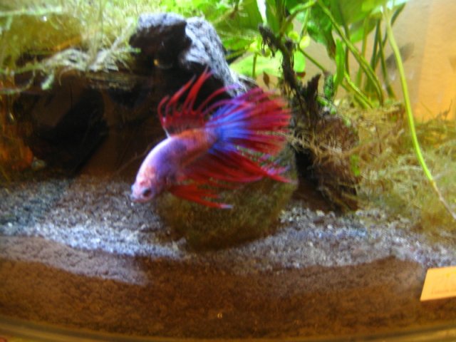 betta splendens 2.jpg betta splendens 2.jpg