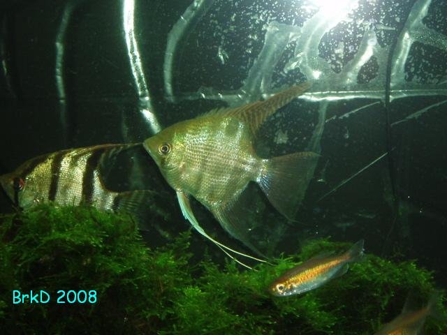 Watermarked Pterophyllum leopoldi.JPG