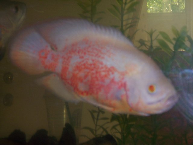 fish 001.jpg