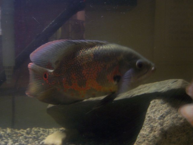 fish 014.jpg