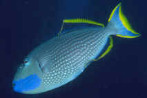 Xanthichthys_auromarginatusMMAUI.jpg