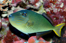 Xanthichthys%20mento%20AQ%20juv.jpg