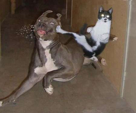 funnycatanddog.jpg