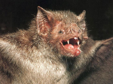 vampire_bat.jpg