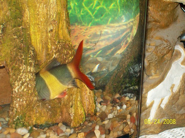 loaches%20006.jpg