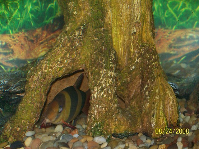 loaches%20007.jpg