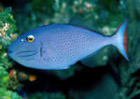 Xanthichthys_ringensBAH2.jpg