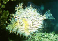 Chaetodermis_peicilligerusAQ2.jpg