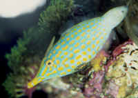 Oxymonacanthus_longirostrisAQ.jpg