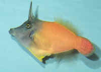 Pervagor_melanocephalus2.jpg