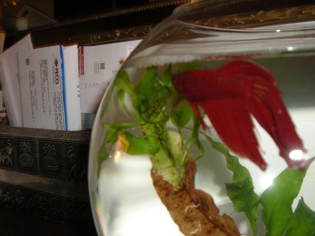 DSCN0563.JPG