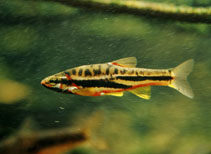 fishy.jpg