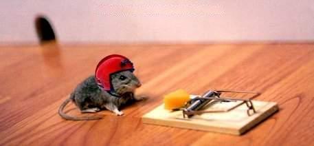 A_FUNNY_PICS_mouse.jpg