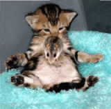kittenbounce24hi.gif