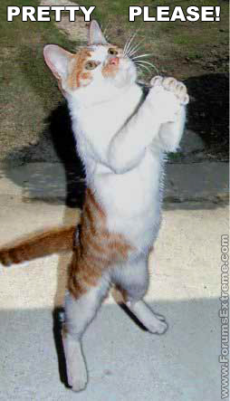 Funny_Pictures_General_Begging_Cat.jpg