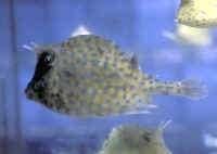 Lactophrys_quadricornisAQjuv.jpg