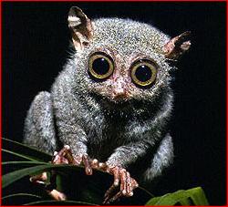 tarsier.jpg