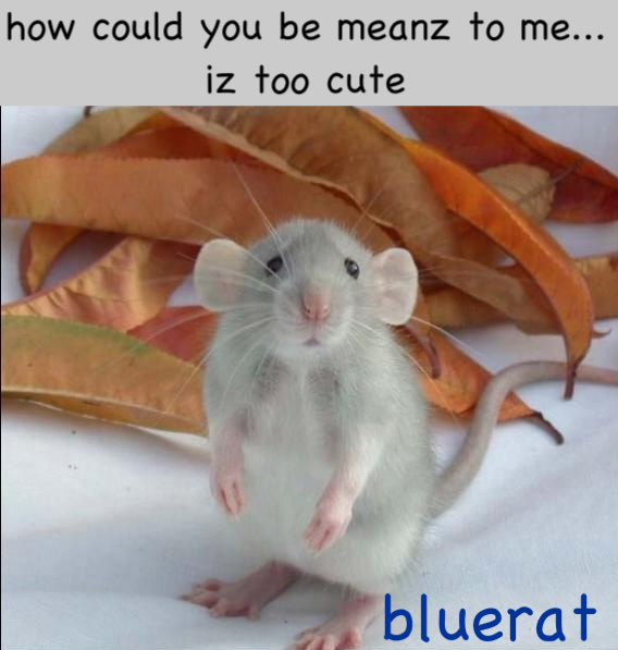 cuterat-1-1-1.jpg