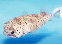 Diodon_holacanthusAQ.jpg