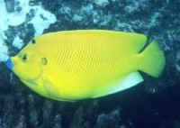 Apolemichthys_trimaculatusSEY.jpg